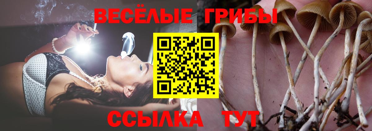 Галлюциногенные грибы Cubensis  Вход с VPN  Кисловодск 